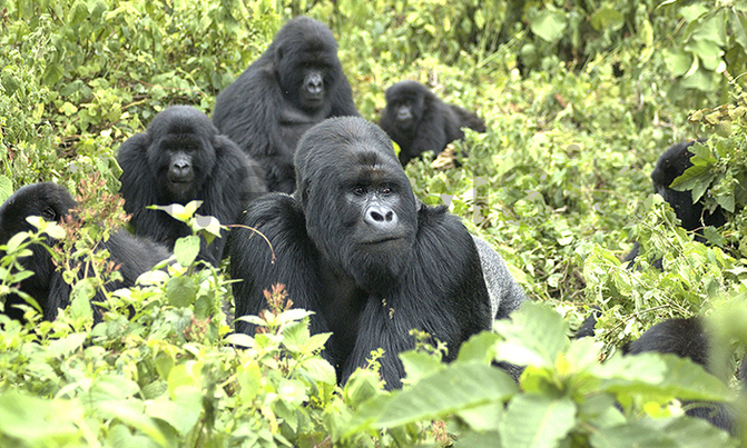 Gorillas are biggest tourism foreign exchange earner Gorillas are biggest tourism foreign exchange earner