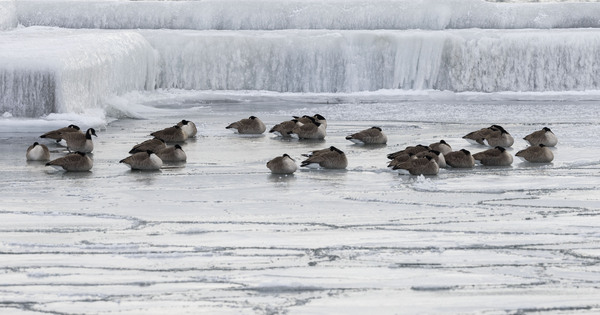 CANADA - TORONTO - EXTREME COLD WARNING