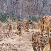 China-Russia joint efforts bear fruit in tiger, leopard conservation