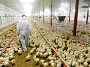 Wyoming sees first human case of H5N1 amid rising bird flu infections