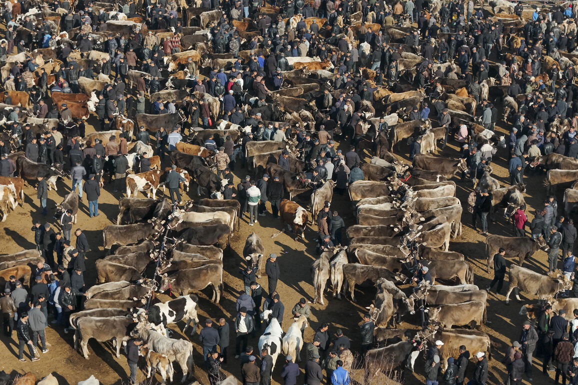 Livestock brokers in China's Xinjiang seize their moment