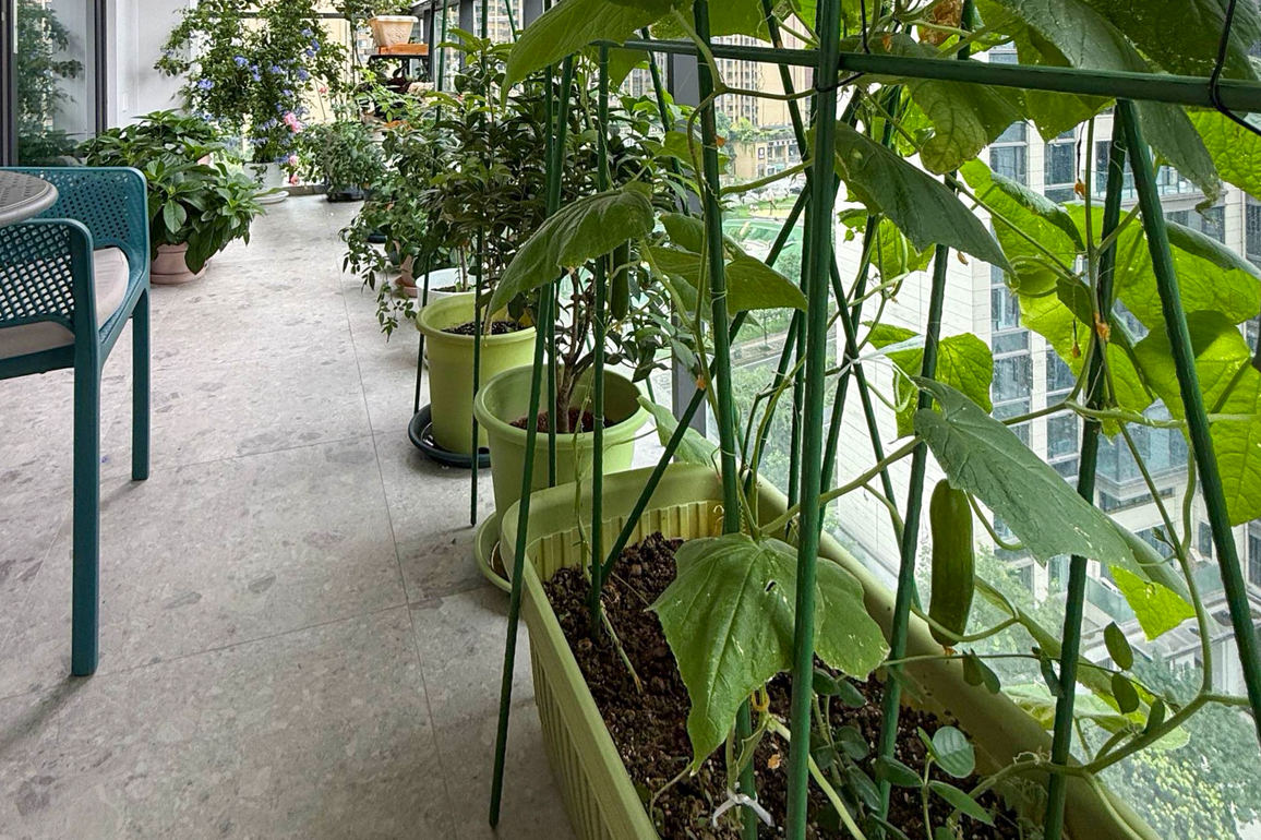 CHINA-CONSUMER SECTOR-TREND-BALCONY GARDENING (CN)