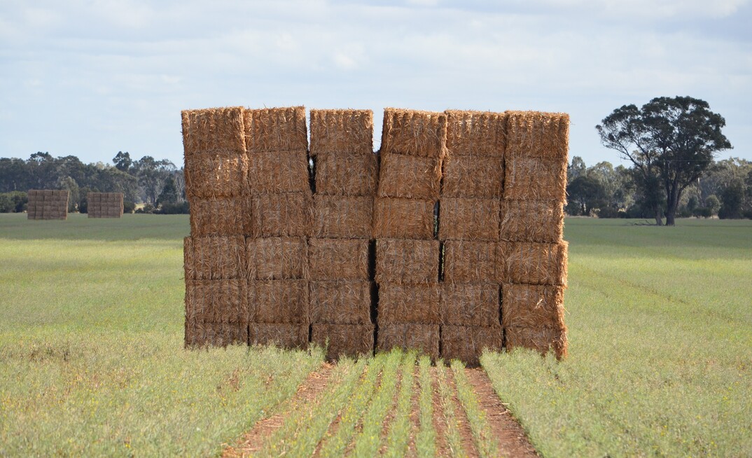 Agriculture Victoria is urging people buying hay in from Queensland and NSW to be aware of the risk of red imported fire ants.