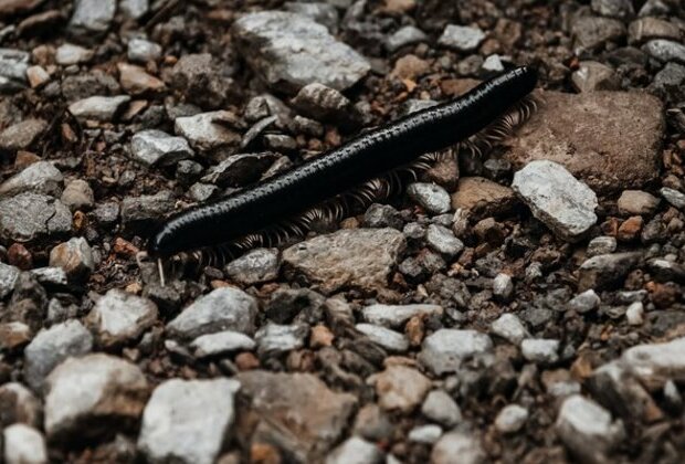 Fossil site reveals giant arthropods dominated seas 470 million years ago