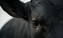 A new project, monitoring fly and beetle populations in the WA wheatbelt, is delivering interesting results. 