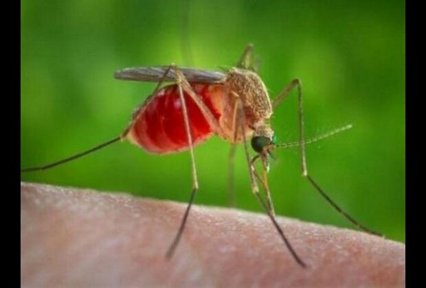 28 Japanese Encephalitis deaths reported in Assam