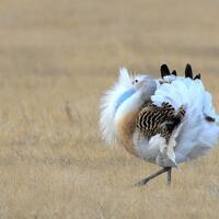 #(EcoChina) CHINA-HEILONGJIANG-LINDIAN-GREAT BUSTARD (CN)