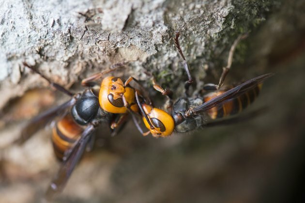 Our fear of giant hornets is oversized - and threatens native insects