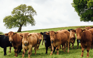 Why does artificial intelligence belong on your farm?