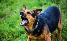 £40k fines and prison await dog attack culprits in Scotland