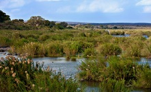  WEC designed and built an artificial wetlands for Lucara. Photo: WEC