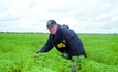 Break crops offer growers profitable leg-up