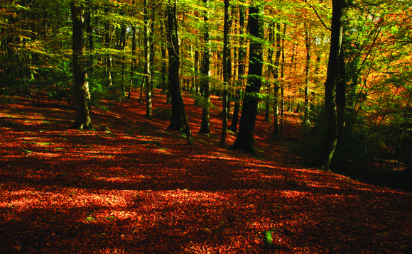 Increasing the UK's woodland will help it reach net zero by 2050