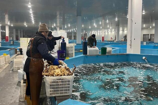 Swifter delivery of live king crabs realized in China with bonded transit trade