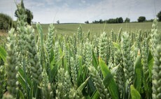 Scientists recreate 10,000-year-old wheat cross to isolate lost traits