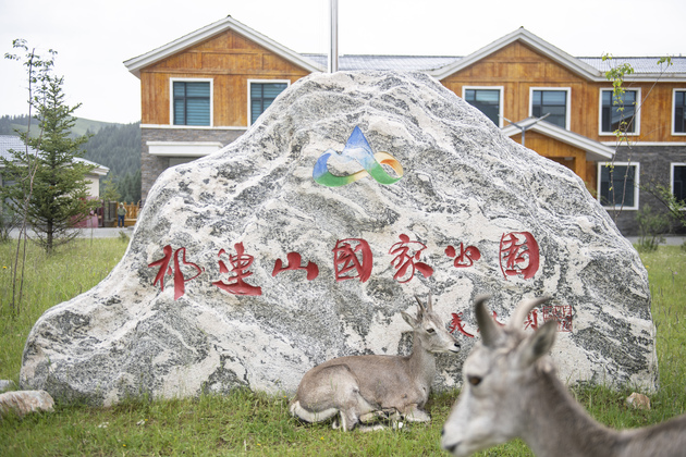 Rescue, protection efforts boost wildlife diversity in NW China's Qilian Mountains