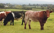 Irish beef farmers urged to 'sell hard' to meet strong demand