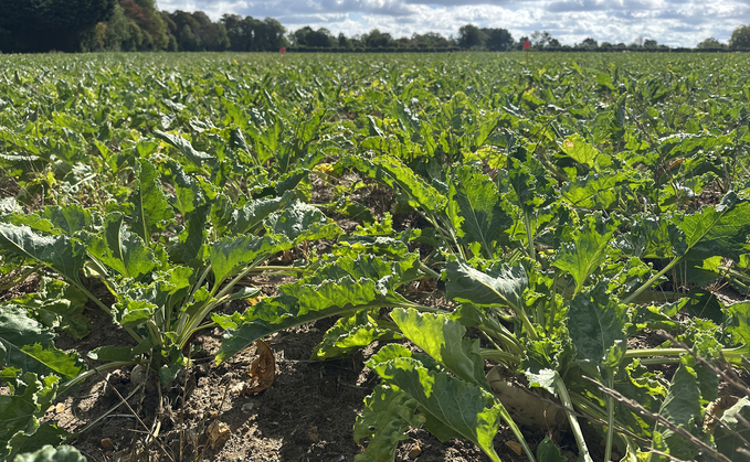 Tightrope for disease control in recovering beet crops
