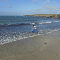 CAPE VERDE-SAO DOMINGOS-SEAWEED-FERTILIZER