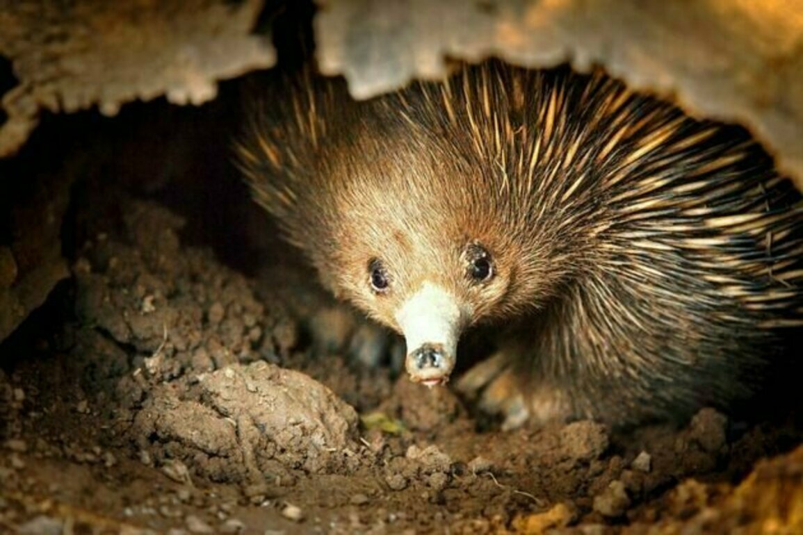 In most mammals, one gene determines sex. But 100 million years ago, platypuses and echidnas went their own way