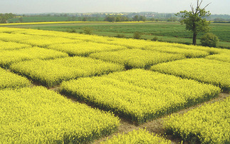 Oilseed rape breeding programme given hard reset to improve resilience of the crop