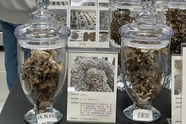 Tech-driven mushroom farming fuels prosperity in remote east China county