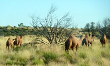  Tanami locals