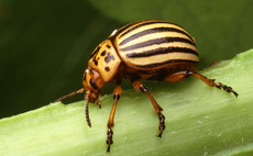 Growers warned to be vigilant as invasive crop pest found in Kent 