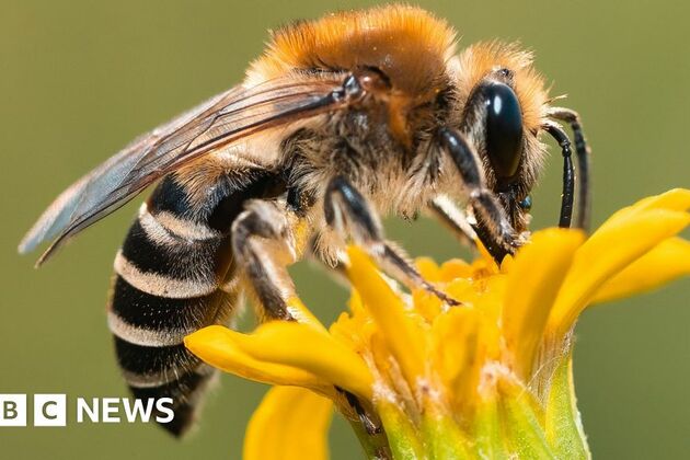 Beekeepers call for return of bee inspector services