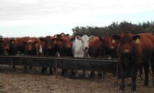 If production feeding weaner cattle on-farm, monitor weight gains and markets regularly to ensure it is cost effective. 