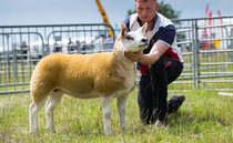 Texel ewe lamb tops the Royal Cheshire line-up 