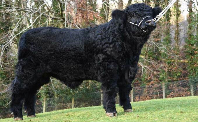 Welsh Black bulls sell to 15,200gns at Dolgellau