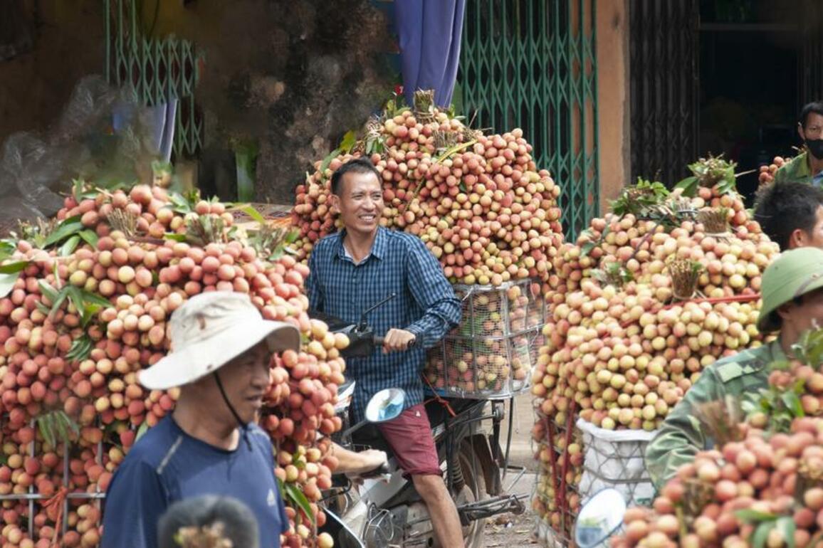 Asia Album: Farmers harvest lychees in Vietnam's Bac Giang