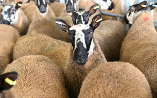 Pregnant ewes stolen from farm during height of lambing season