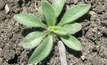 Diligent monitoring vital in fleabane fight