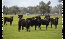  Southern Australia dominates cattle indicators. Picture Mark Saunders.