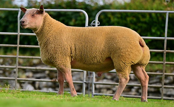 Charollais Supreme sale tops at 10,000gns   