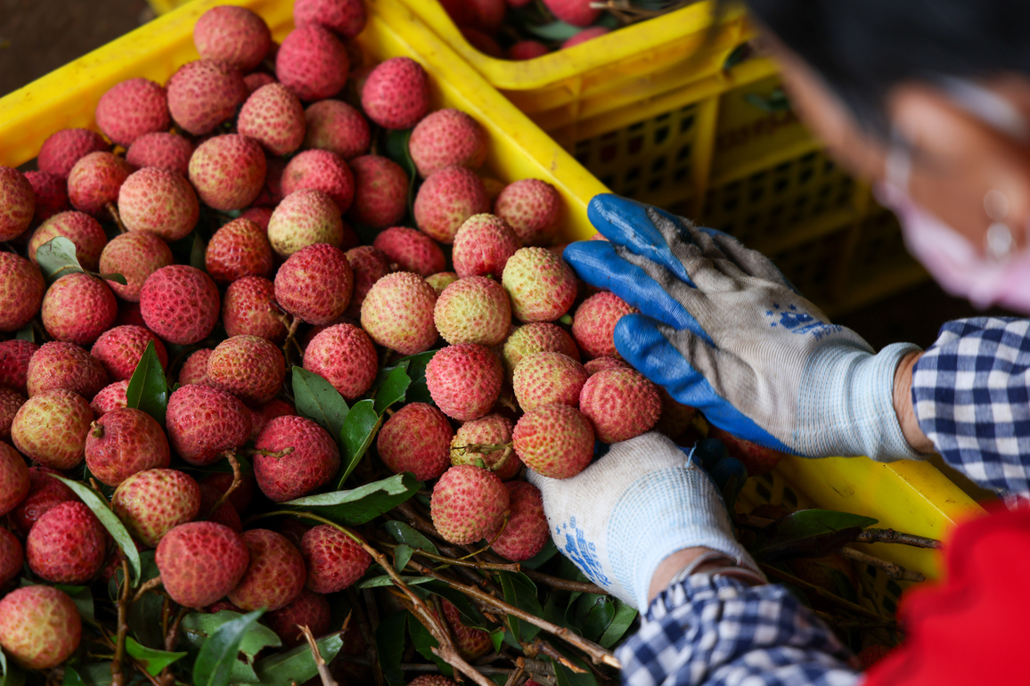 CHINA-GUANGDONG-MAOMING-GAOZHOU-LYCHEES (CN)