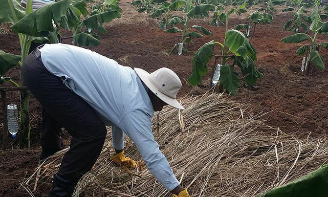 Museveni: when it rains...it's mulching time Museveni: when it rains...it's mulching time