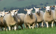 Breed development is a major focus for Lleyn Sheep Society  
