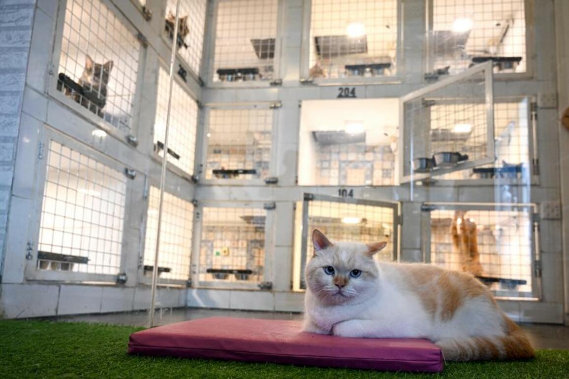 Asia Album: Pet hotel in Jakarta, Indonesia