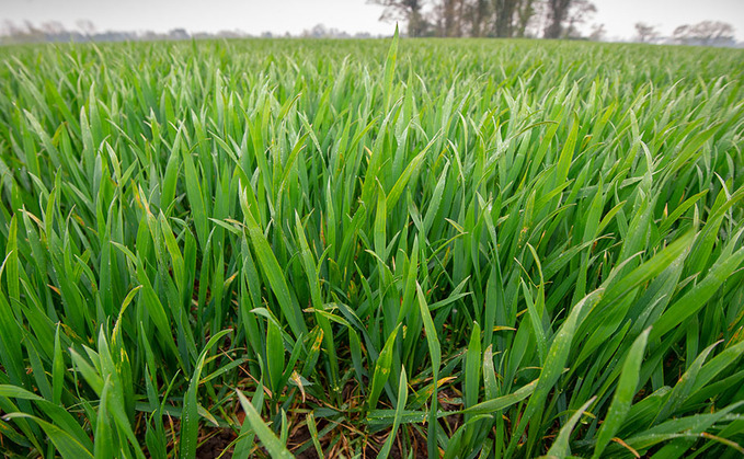 Pipeline hybrid wheats offer yield consistency