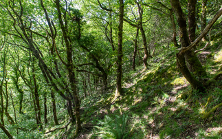 Temperate rainforests once covered Dartmoor but are today an all-too-rare phenomenon | Credit: The Devon Wildlife Trusts