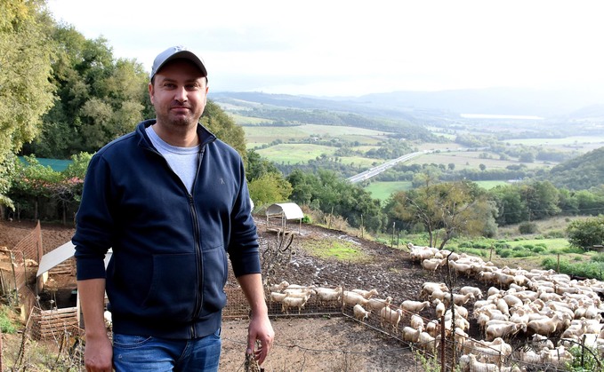 Keeping the wolves at bay with Maremmano guard dogs on Italian sheep farm