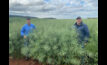  Agronomist Barry Haskins, Griffith New South Wales with Justin Kudnig, Pacific Seeds National Canola technical manager, with the new hybrid, Hyola Continuum CL which yielded 5.625t/ha in 2022 paddock trials. Photo courtesy Pacific Seeds.