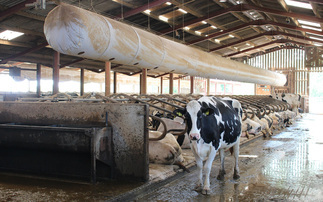 All in the detail – small changes that deliver significant gains when it comes to cow housing