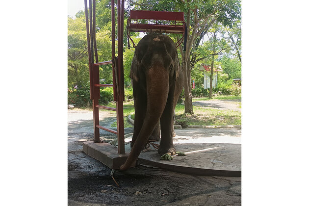 Sentient Animals Like Elephants Deserve More Respect, says New Study by World Animal Protection