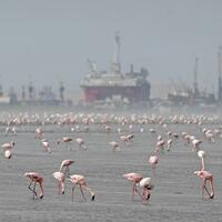 Namibia ships first export consignment under AfCFTA framework