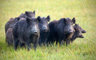 Finland reports first cases of African swine fever