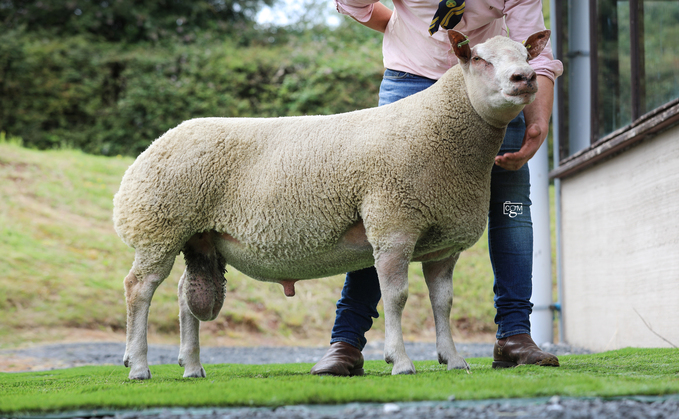 Sale leader at 6,200gns